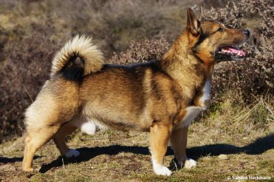 Curragh's Celtae Cernunnos Västgötaspets, Zweedse herder, Swedish Vallhund