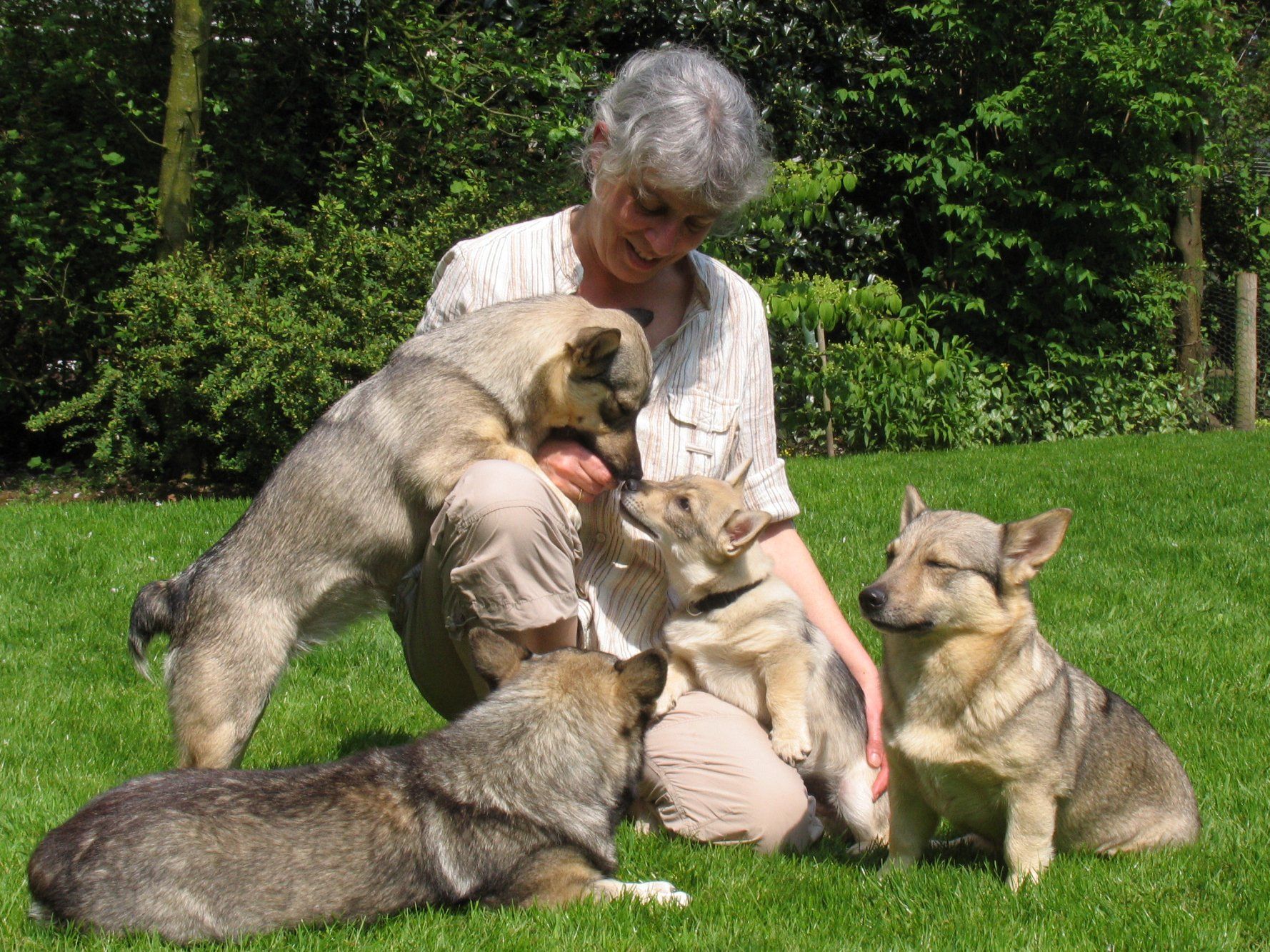 Västgötaspets, Zweedse herder, Swedish Vallhund