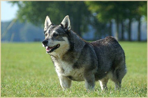 Cygnus Melanocory v.d. Zwanensteeg 12 jaar Västgötaspets, Zweedse herder, Swedish Vallhund