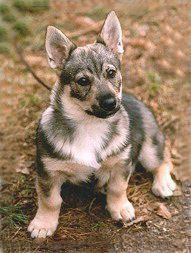 Cygnus Melanocory v.d. Zwanensteeg 3 maanden Västgötaspets, Zweedse herder, Swedish Vallhund