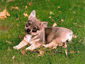 Cygnus Melanocory v.d. Zwanensteeg 9 weken Västgötaspets, Zweedse herder, Swedish Vallhund