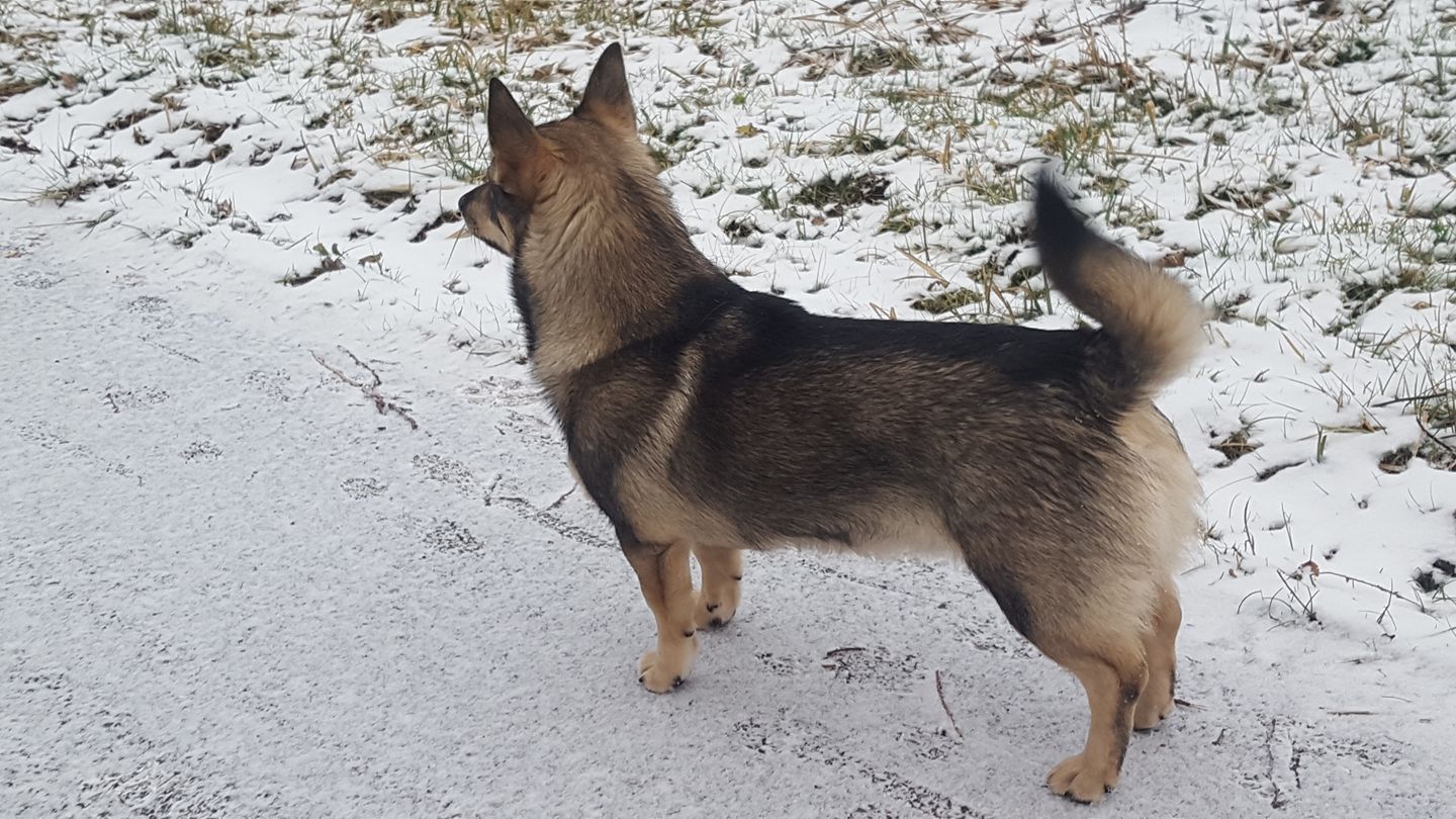 Västgötaspets, Zweedse herder, Swedish Vallhund, Curragh's kennel