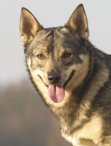 Redbergslunds Zlatan Västgötaspets, Zweedse herder, Swedish Vallhund