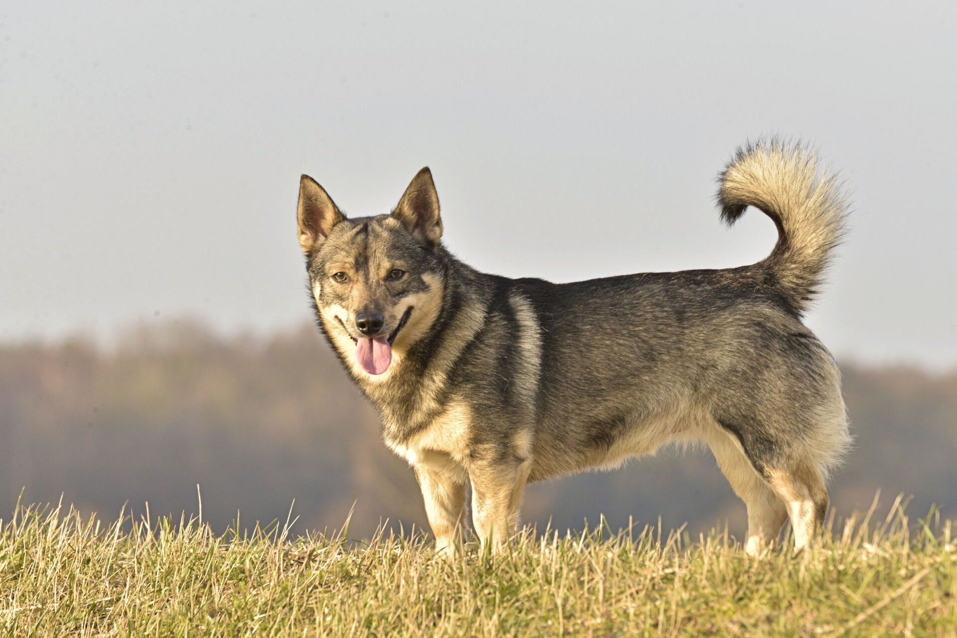 Västgötaspets, Zweedse herder, Swedish Vallhund