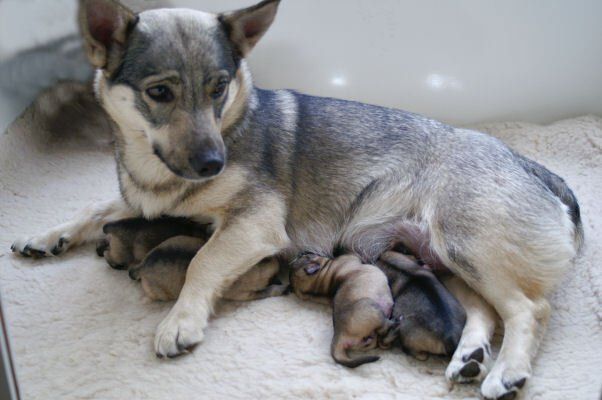 Västgötaspets, Zweedse herder, Swedish Vallhund
