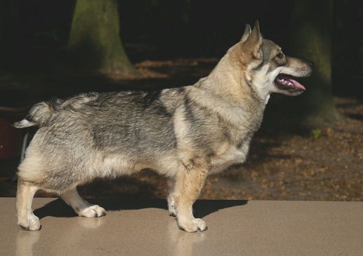 Västgötaspets, Zweedse herder, Swedish Vallhund