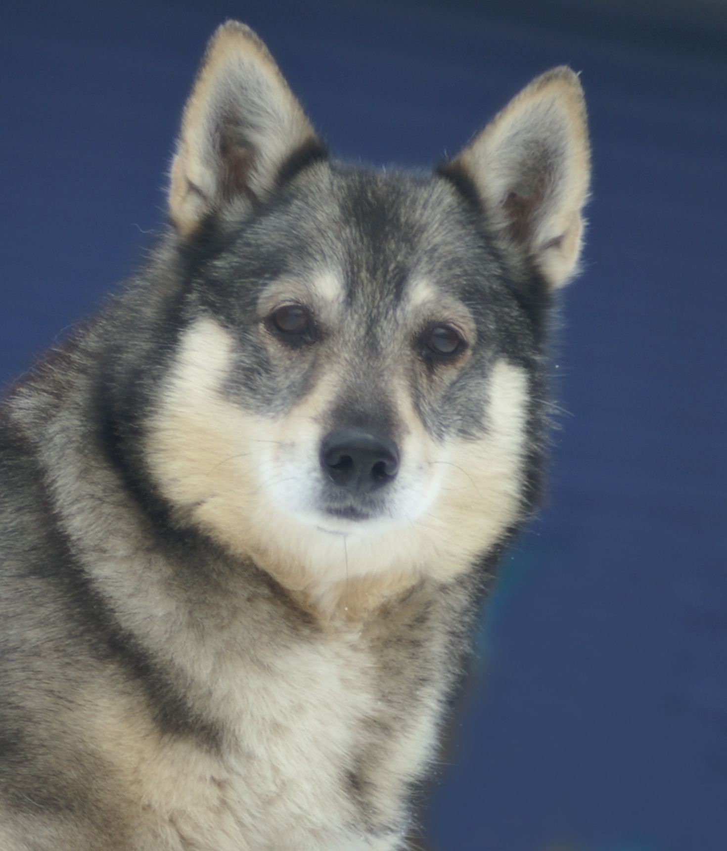Cygnus Melanocory v.d. Zwanensteeg Västgötaspets, Swedish Vallhund, Zweedse herder, Curragh's kennel