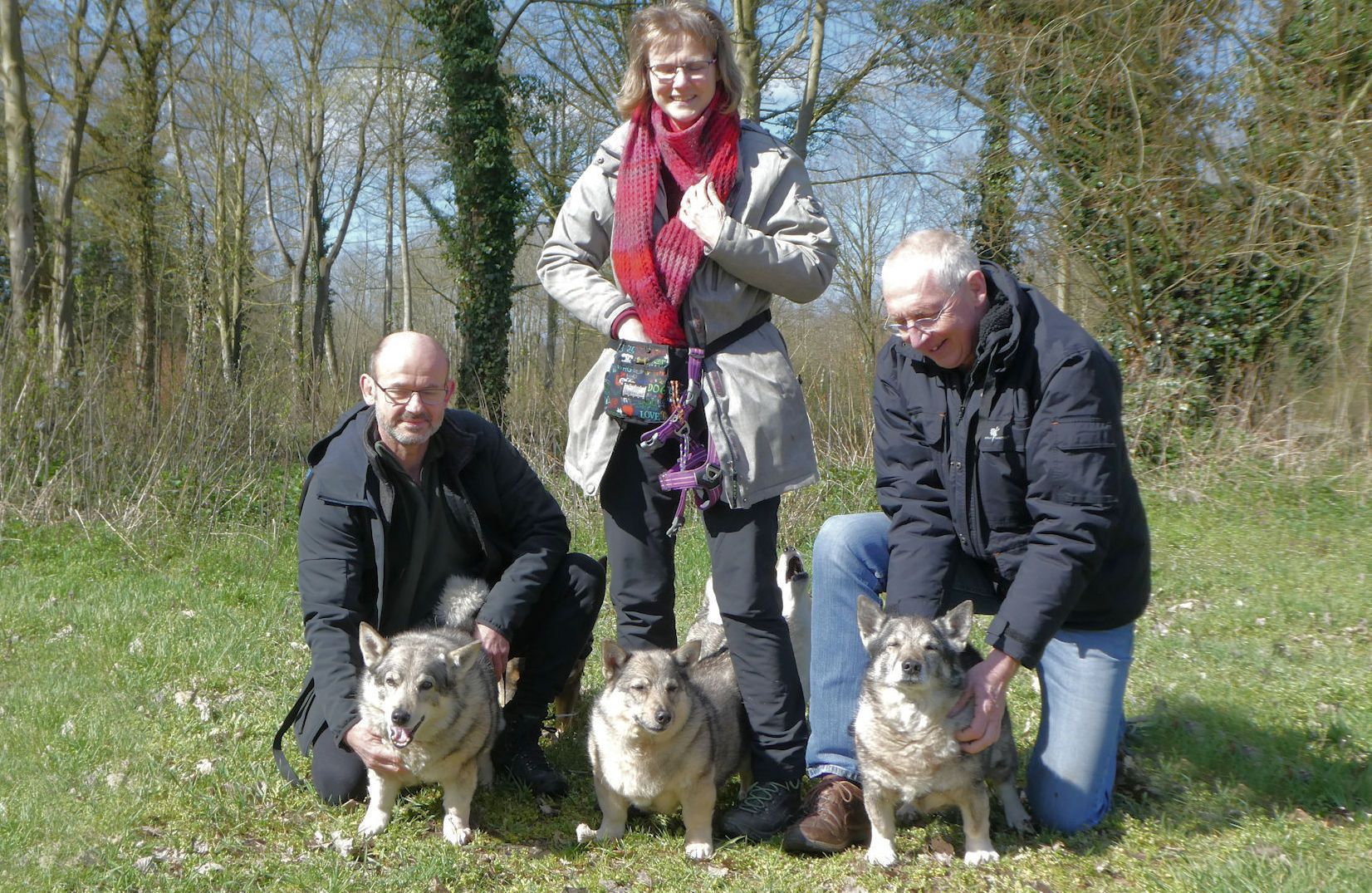 Västgötaspets, Zweedse herder, Swedish Vallhund
