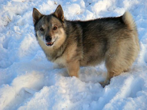 Curragh's Roxana Västgötaspets, Zweedse herder, Swedish Vallhund