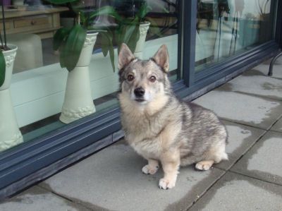 Curragh's Roxana Västgötaspets, Zweedse herder, Swedish Vallhund
