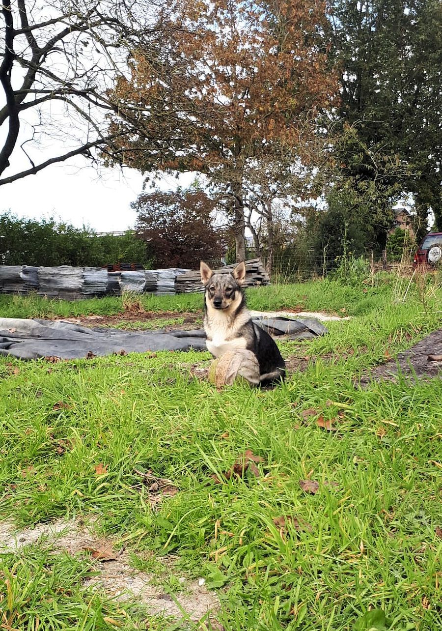 Västgötaspets, Zweedse herder, Swedish Vallhund