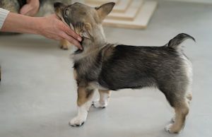 Västgötaspets, Zweedse herder, Swedish Vallhund