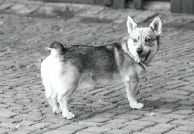 Västgötaspets, Zweedse herder, Swedish Vallhund
