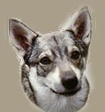 Västgötaspets, Zweedse herder, Swedish Vallhund