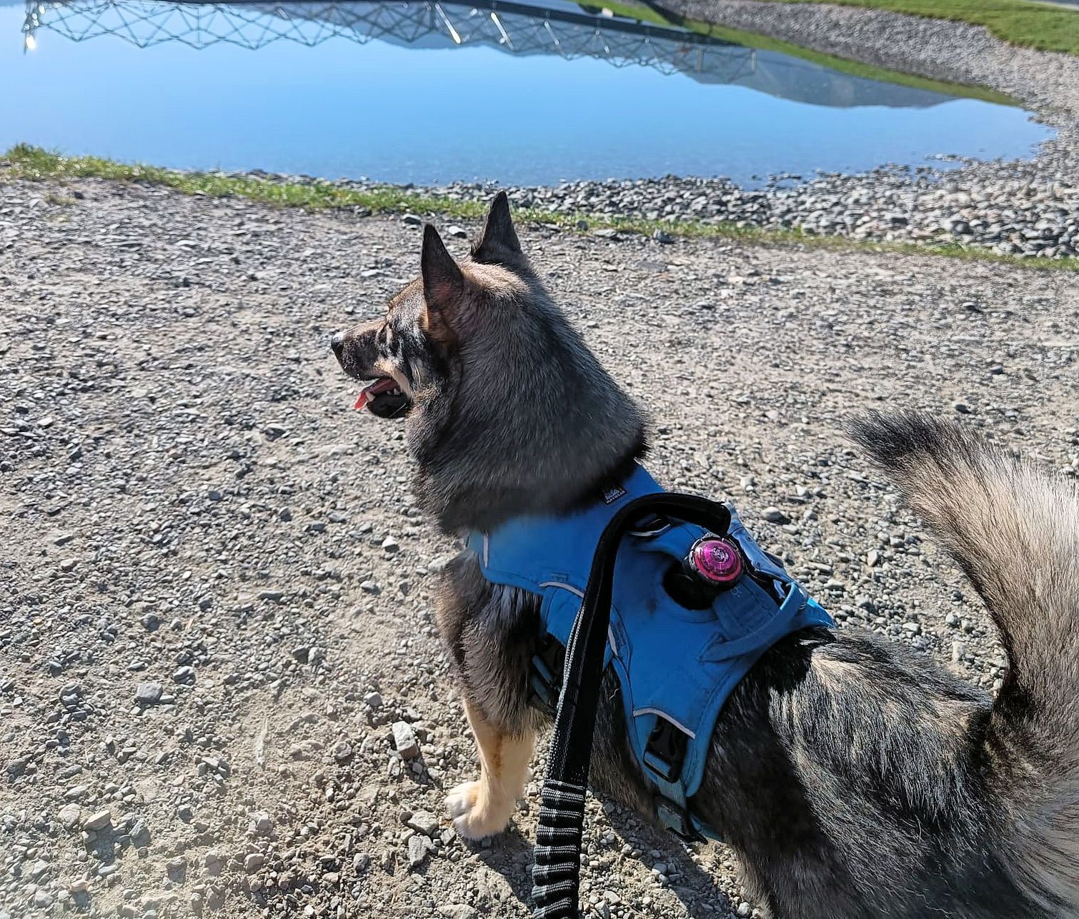 Västgötaspets, Zweedse herder, Swedish Vallhund