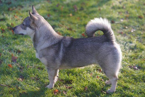 Curragh's Just That Jazz 3 jaar Västgötaspets, Zweedse herder, Swedish Vallhund