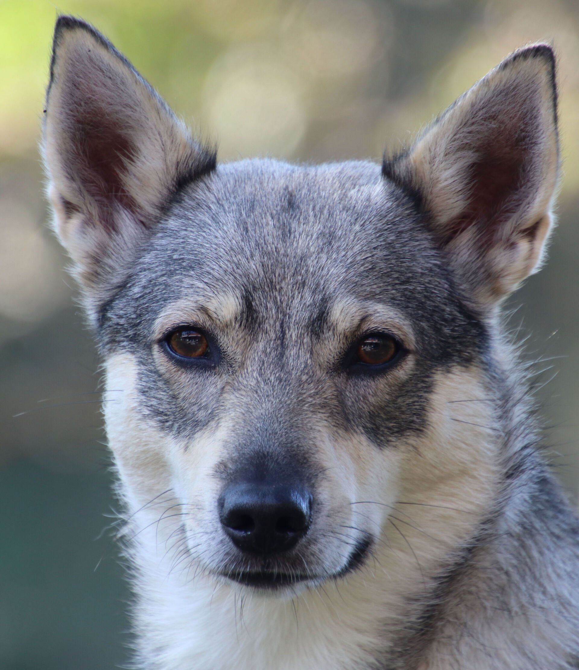 Curragh's Just That Jazz Västgötaspets, Zweedse herder, Swedish Vallhund