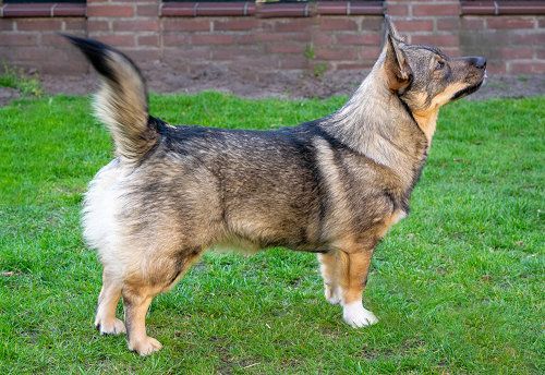 Västgötaspets, Zweedse herder, Swedish Vallhund