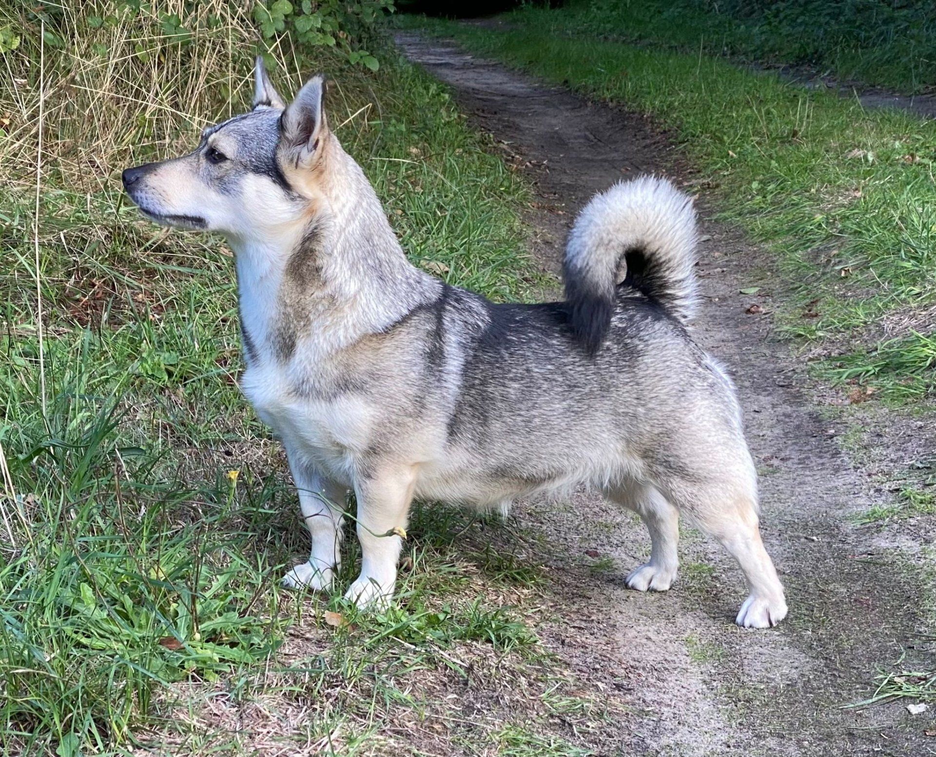 Curragh's Just That Jazz 3 jaar Västgötaspets, Zweedse herder, Swedish Vallhund