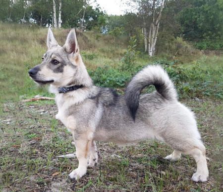 Curragh's Just That Jazz 4 maanden Västgötaspets, Zweedse herder, Swedish Vallhund