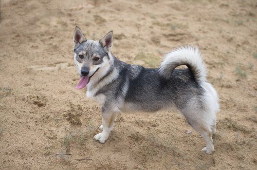 Curragh's Just That Jazz 2 jaar Västgötaspets, Zweedse herder, Swedish Vallhund