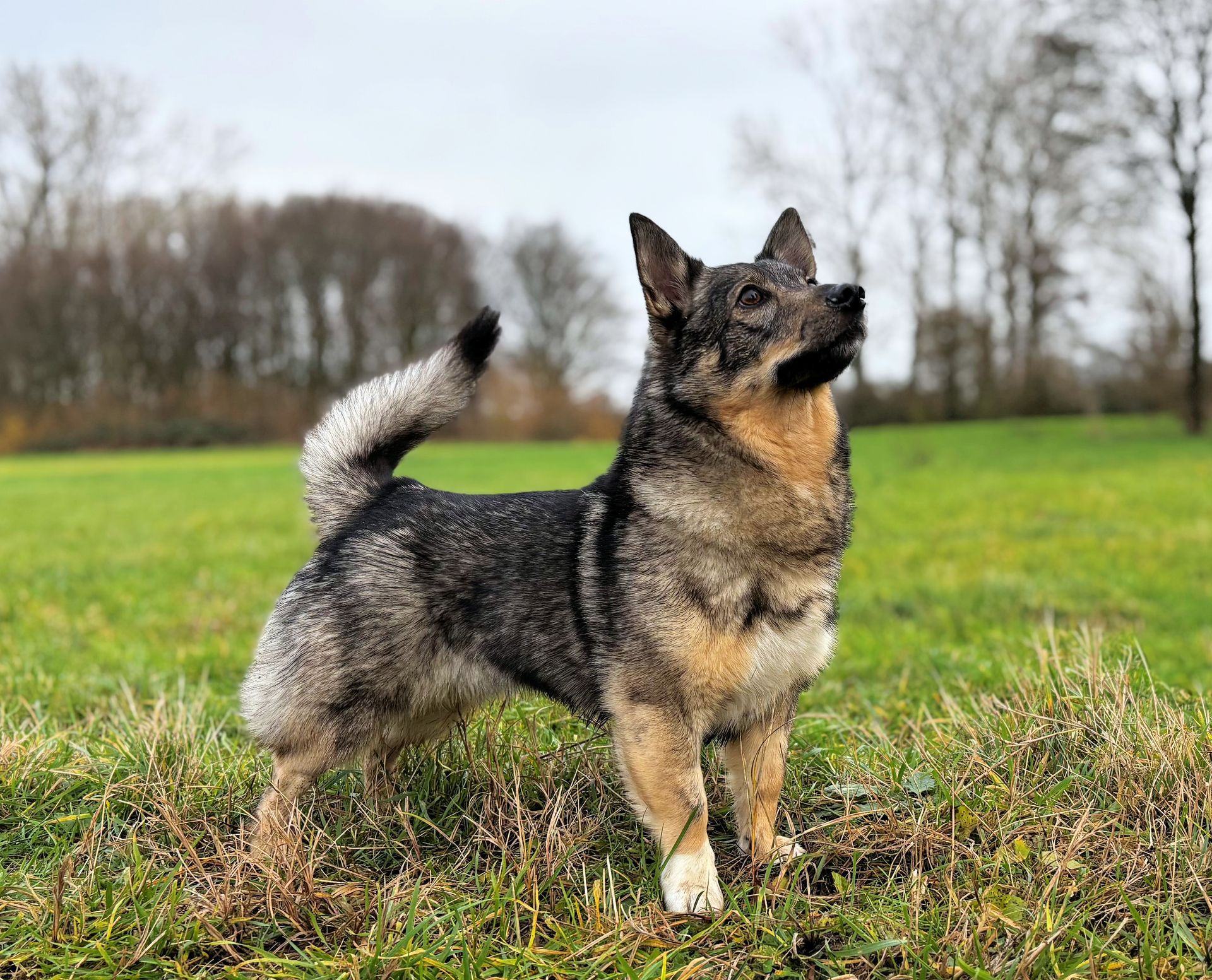 Västgötaspets, Swedish Vallhund, Curragh's kennel