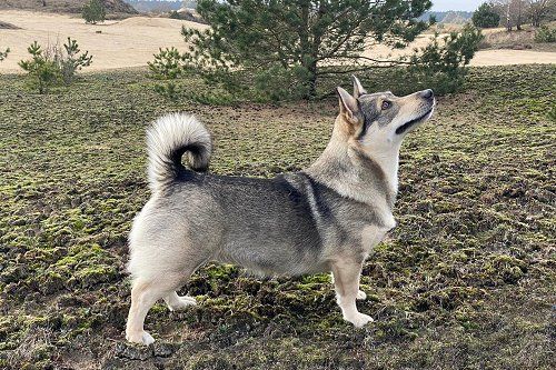 Curragh's Just That Jazz 2 jaar Västgötaspets, Zweedse herder, Swedish Vallhund