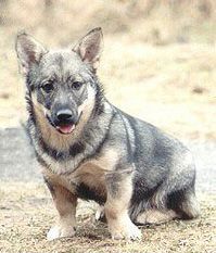 Västgötaspets, Zweedse herder, Swedish Vallhund