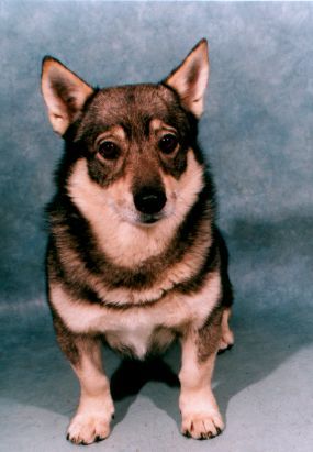 Västgötaspets, Zweedse herder, Swedish Vallhund