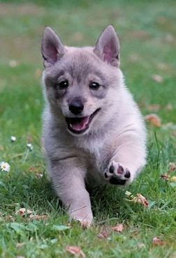 Västgötaspets, Swedish Vallhund, Zweedse Vallhond, Zweedse Valhond, Zweedse herder