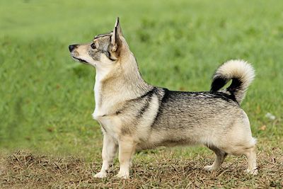Västgötaspets, Zweedse herder, Swedish Vallhund