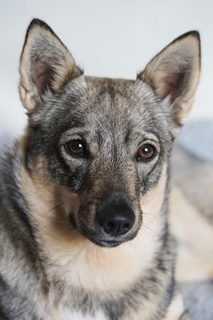 Curragh's Magic Moonbeam Västgötaspets, Swedish Vallhund, Zweedse herder, Curragh's kennel