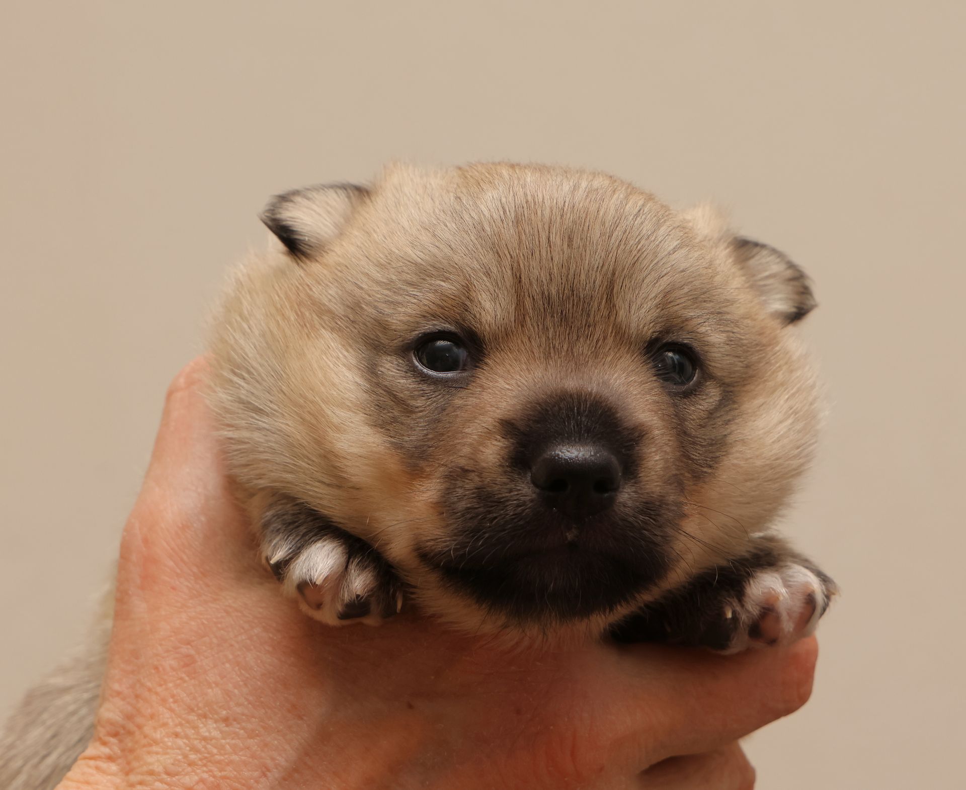 Västgötaspets, Swedish Vallhund, Zweedse herder, Curragh's kennel