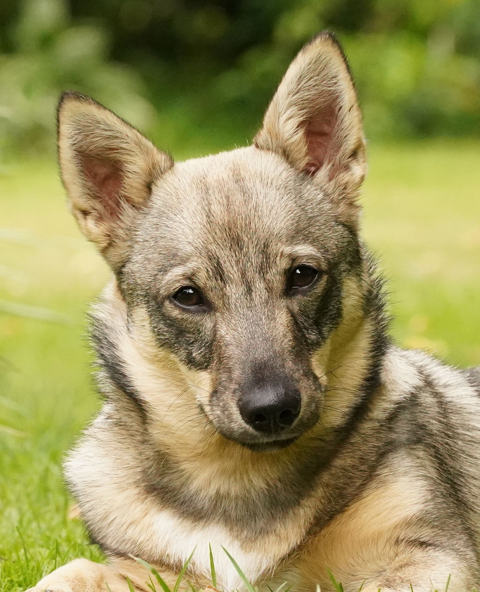 Västgötaspets, Swedish Vallhund, Zweedse herder, Curragh's kennel