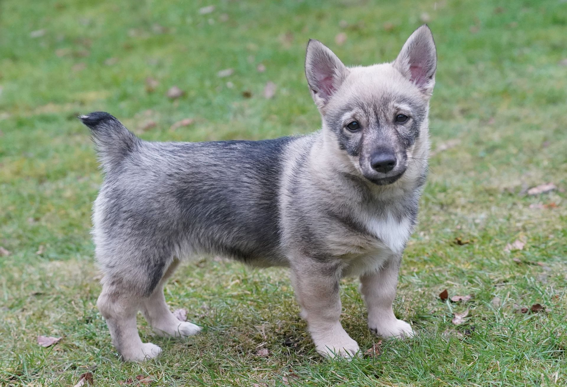 Västgötaspets, Swedish Vallhund, Zwedse herder, Curragh's kennel