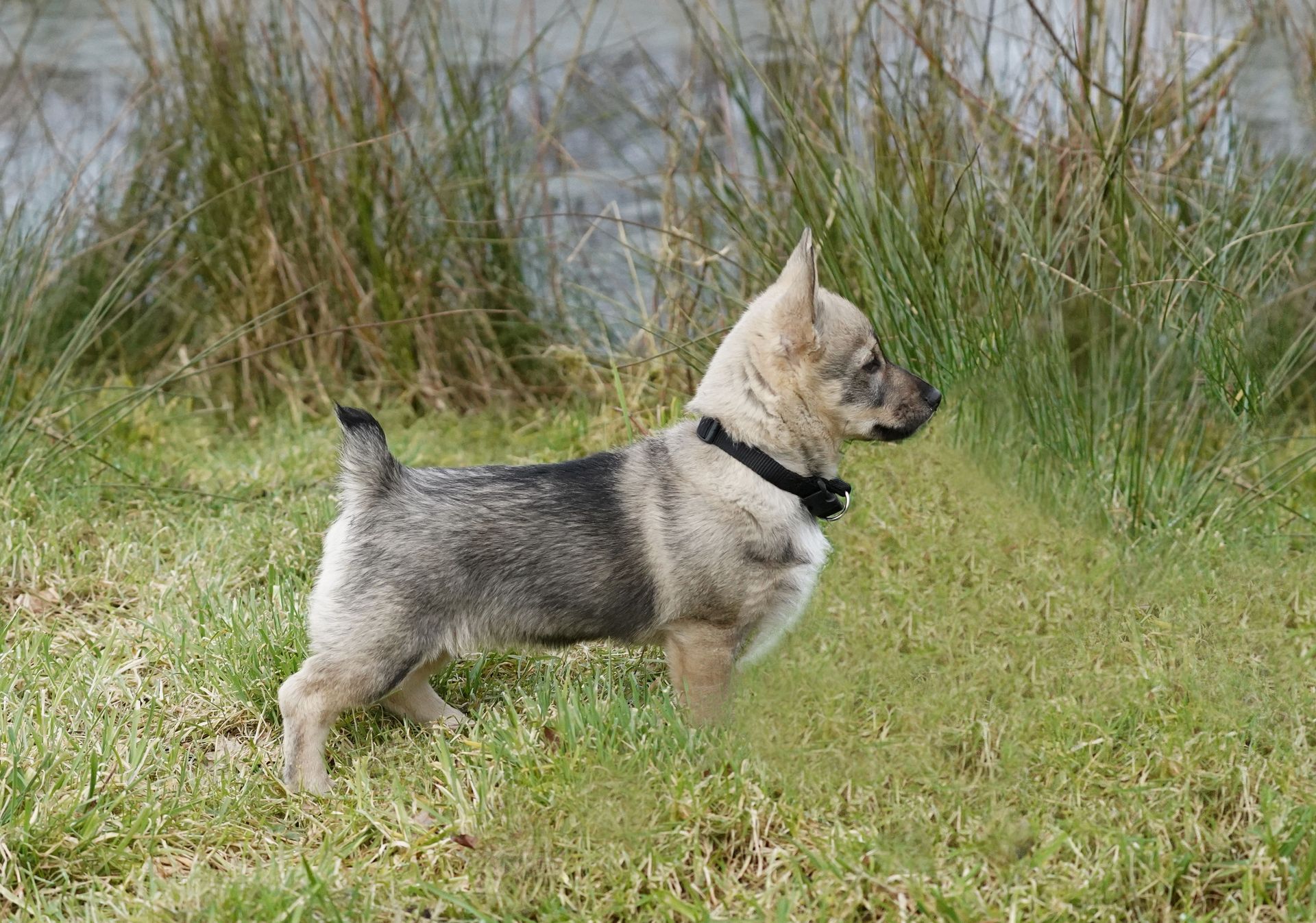 Västgötaspets, Curragh's kennel, Swedish Vallhund