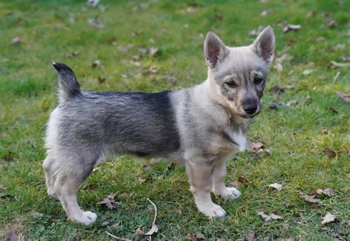 Västgötaspets, Swedish Vallhund, Zweedse herder, Curragh's kennel