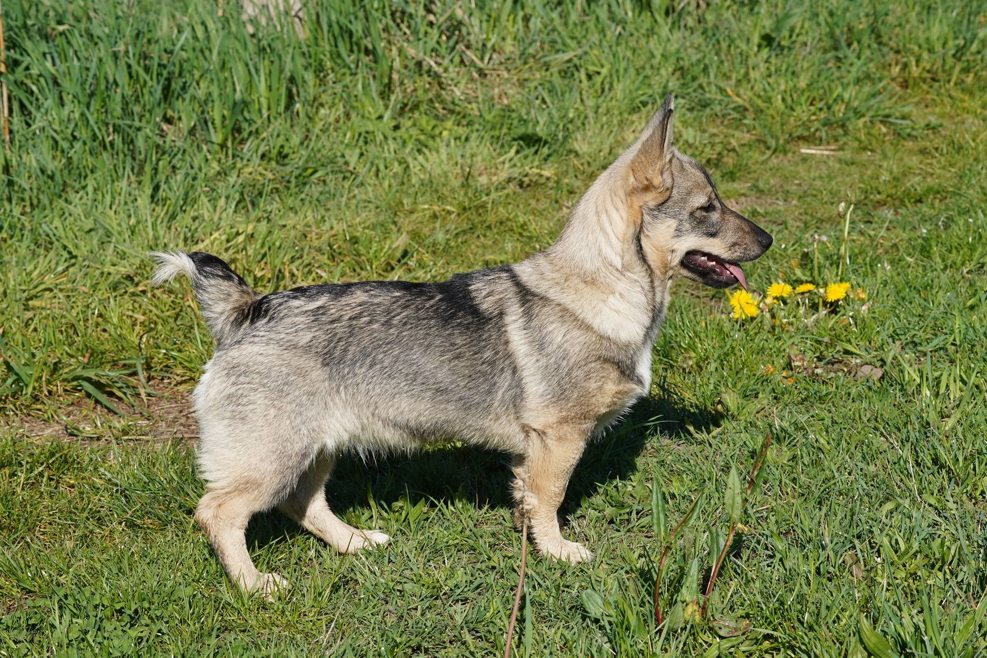 Västgötaspets, Swedish Vallhund, Zweedse herder, Curragh's kennel