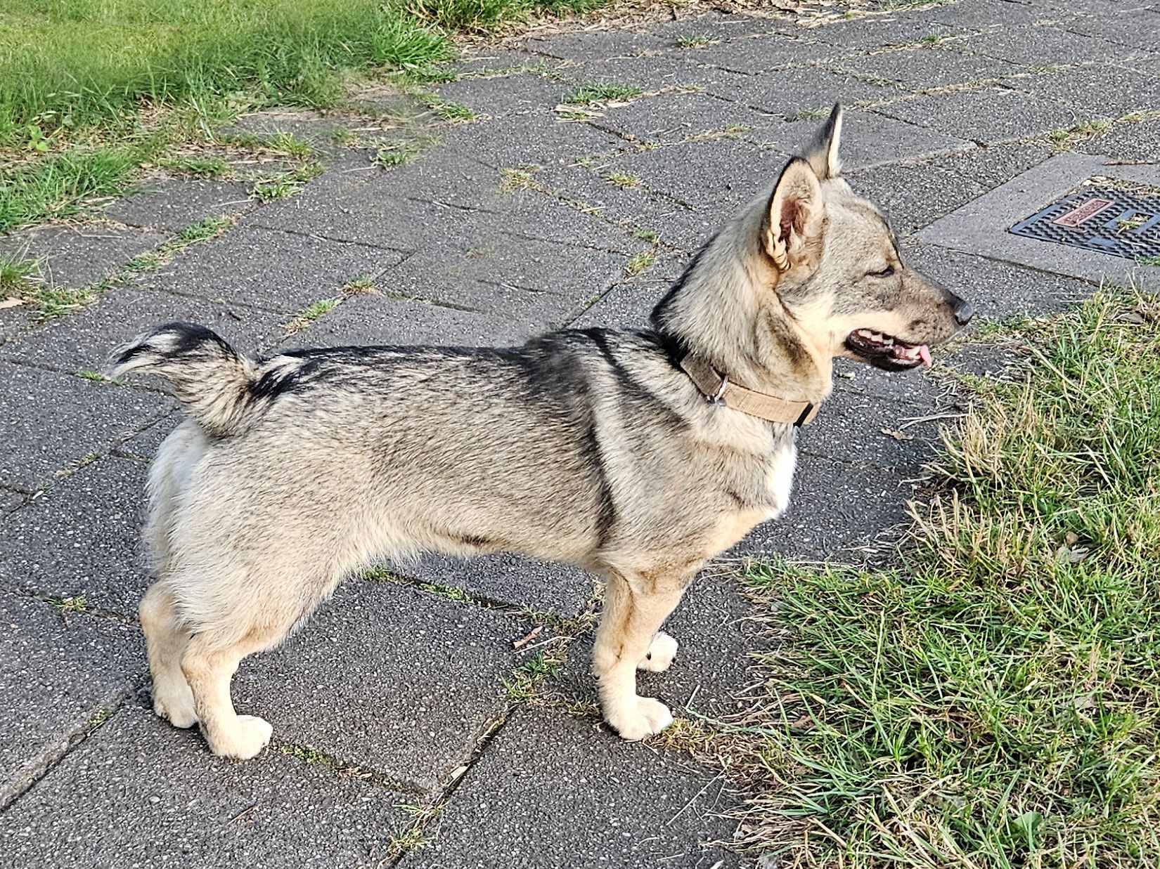 Västgötaspets, Swedish Vallhund, Zweedse herder, Curragh's kennel