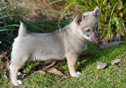 Västgötaspets, Swedish Vallhund, Zweedse herder, Curragh's kennel