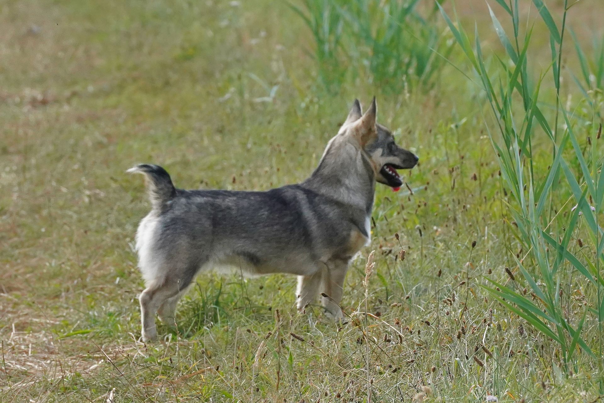 Västgötaspets, Swedish Vallhund, Zweedse herder, Curragh's kennel