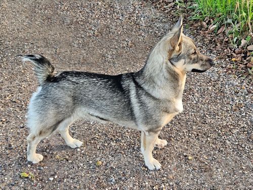 Västgötaspets, Curragh's kennel, 
swedish Vallhund