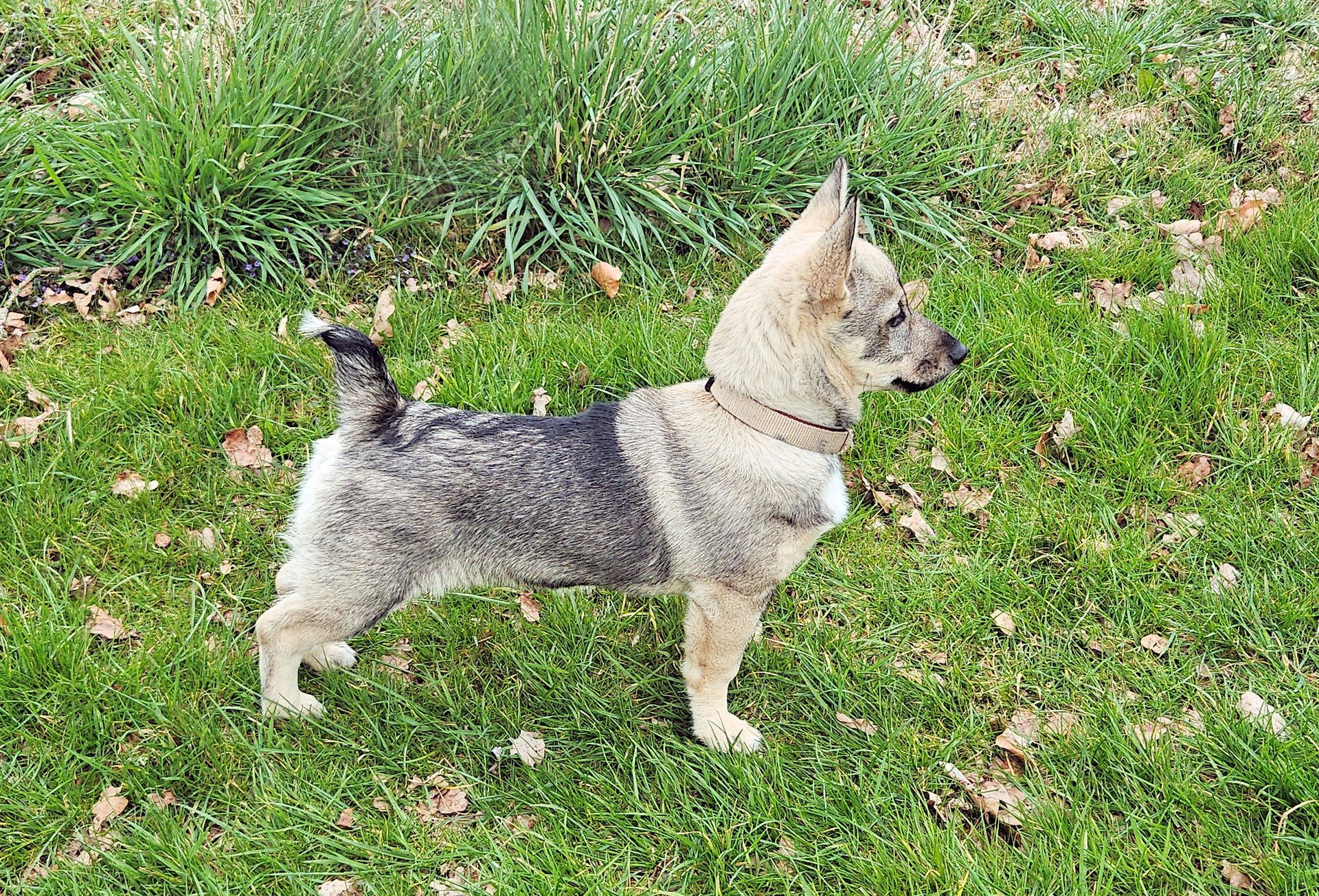 Västgötaspets, Swedish Vallhund, Zweedse herder, Curragh's kennel