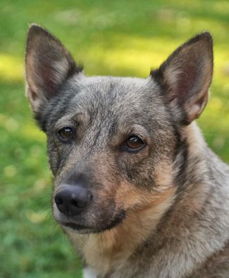 Västgötaspets, Zweedse herder, Swedish Vallhund