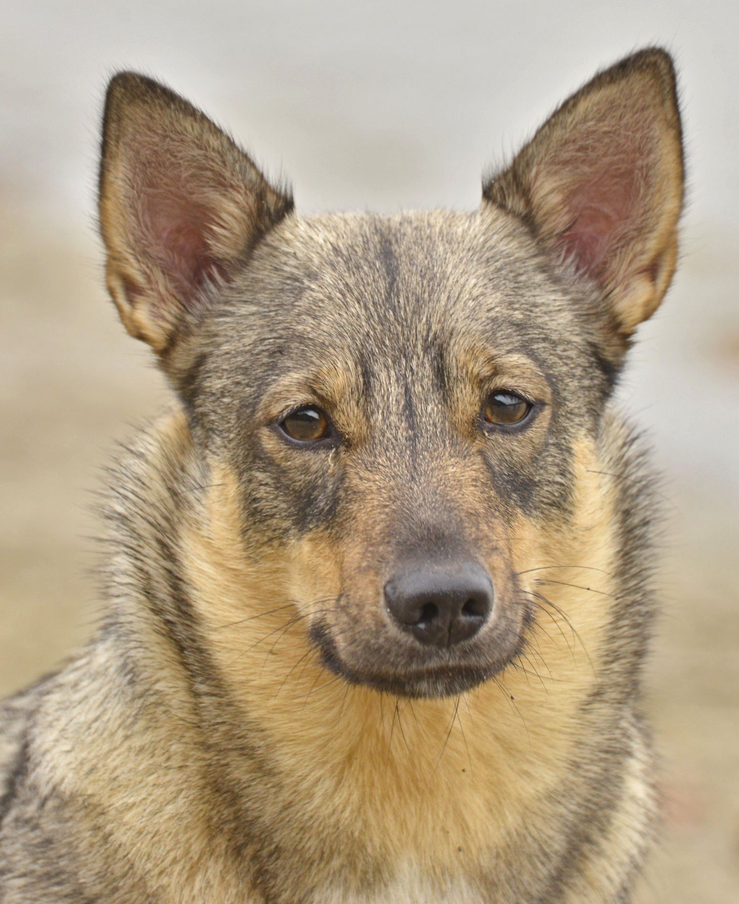 Västgötaspets, Zweedse herder, Swedish Vallhund