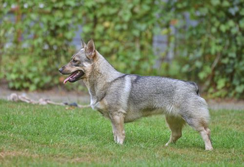 Västgötaspets, Zweedse herder,m Swedish Vallhund