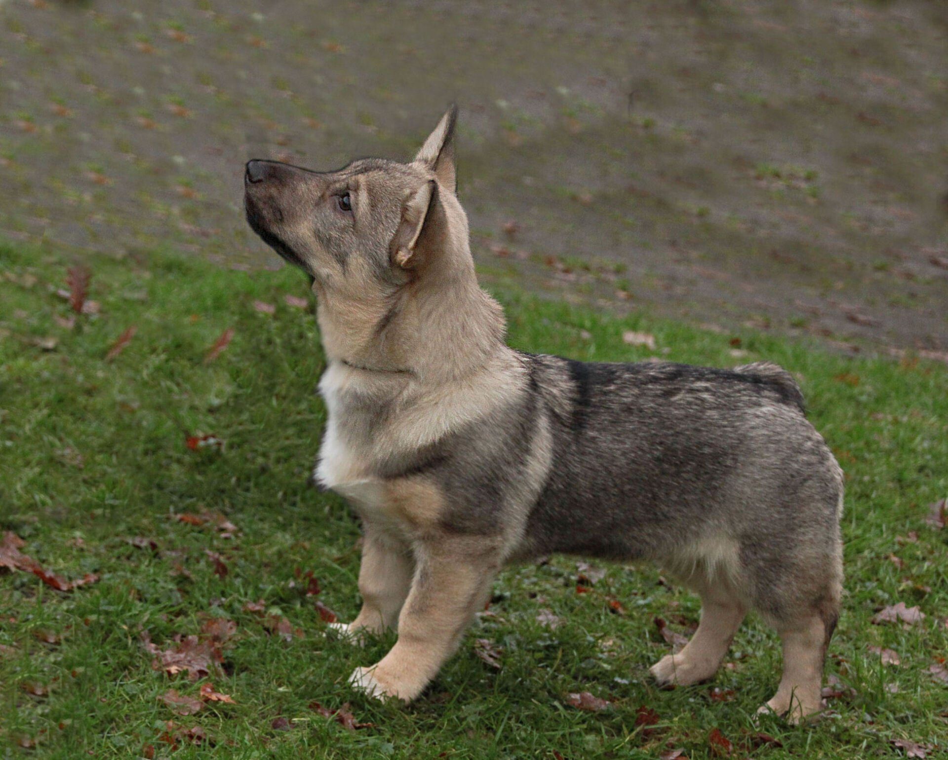Västgötaspets, Zweedse herder, Swedish Vallhund