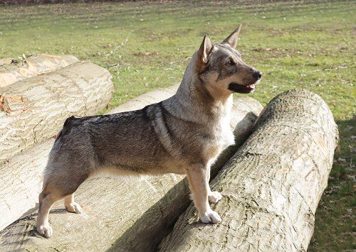Västgötaspets, Zweedse herder, Swedish Vallhund
