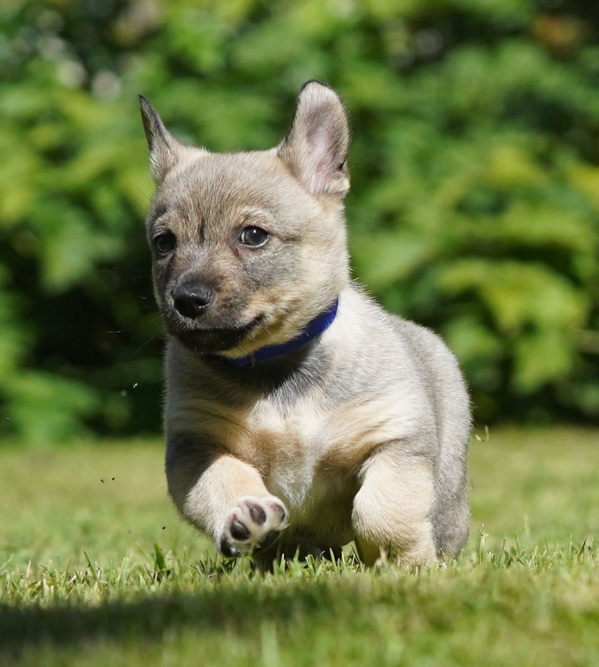 Västgötaspets, Zweedse herder, Swedish Vallhund