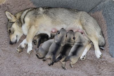 Curragh's J nest Västgötaspets, Zweedse herder, Swedish Vallhund